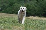 GOLDEN RETRIEVER 1180